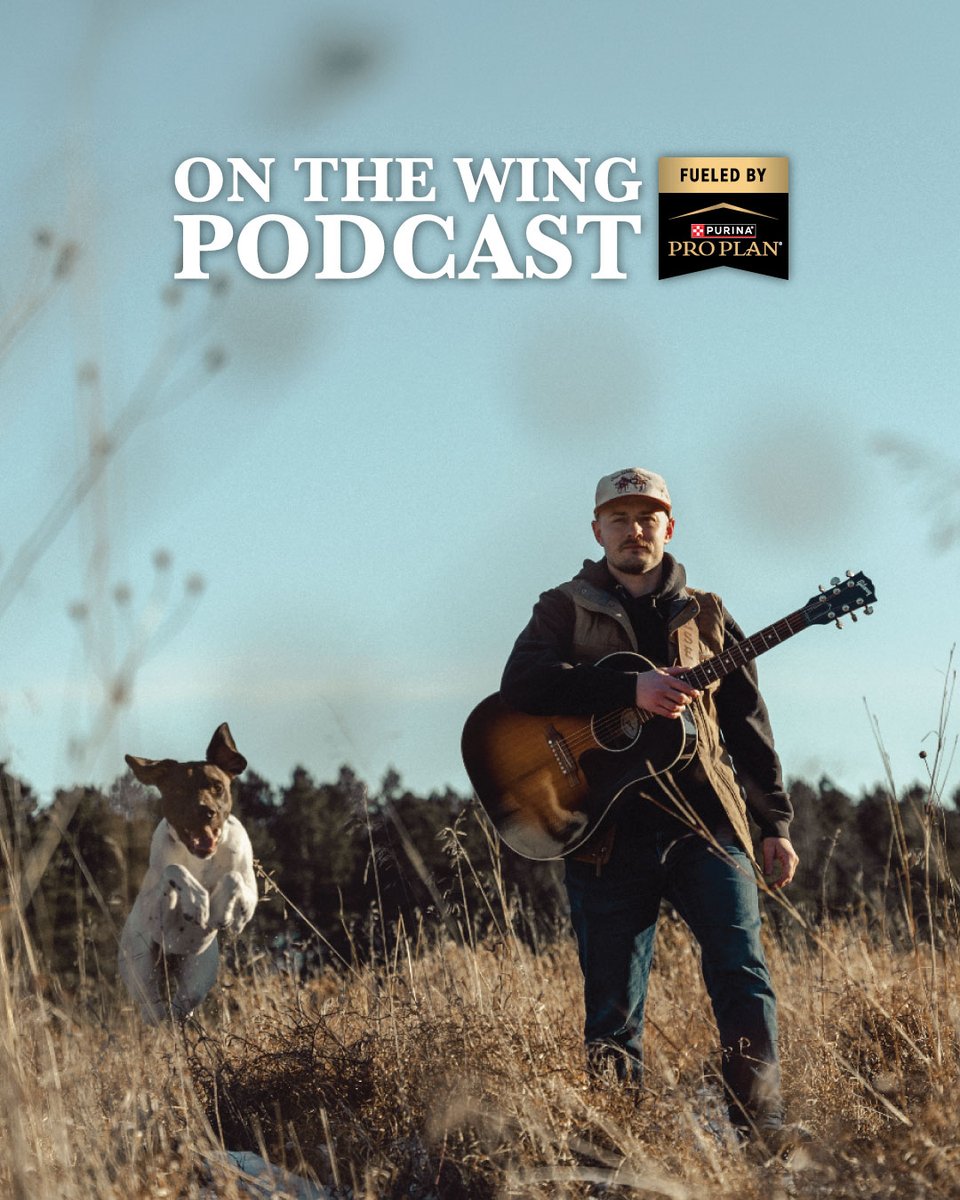 pheasants4ever's tweet photo. For anyone who has ever watched a bird dog lock onto a point or shared quiet miles across public land, this conversation hits close to home. Singer-songwriter Reese Glover returns to talk about the official release of “Ballad of the Bird Dog,” a song introduced to the bird hunting community during an episode last year.
 
Reese shares how the song evolved from a simple live recording into a professionally produced studio release while staying true to its stripped-down, storytelling roots. Along the way, he dives into the songwriting process, finding inspiration in pheasant hunting, grouse hunting, and life with his German shorthaired pointer, Bridger. The conversation explores why bird dogs inspire great music, how hunting traditions shape creative work, and why the connection between hunters and their dogs continues to unite the upland community.
 
You'll also hear some fun pointer vs. flusher banter . . . Listen now at the link or wherever you get your podcasts. https://t.co/jXTHN38qkF

On the Wing Podcast is proudly fueled by @ProPlan
