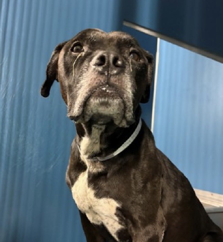 MoishesMom's tweet photo. 🚨 A betrayed Senior Pibble• NYC🚨

Rocket 🚀 is a 9️⃣ year old chap who was dumped by his disloyal human at the Manhattan Pound in NYC 9️⃣ days ago…he’s 5️⃣6️⃣ pounds & forlorn☹️

He’s Rescue🛟Only • Kill 💉 Target🎯

Rocket’s 🚀 Bio ℹ️ 🔗 ⬇️

https://t.co/fJGkvyPxif

This elegant senior boy was dealt a low blow by his family…bite incidents so frequently are 🐂 💩 or distorted or spun in such away the pup always loses…and so may 🚀 Don’t you feel like just grabbing him & hugging him

DM @notthesameone2 to apply to foster or adopt 🚀 through the 🆕 Hope Rescue 🛟 Partner…He deserves to live out his old age being a grandpa on a comfy 🛋️ 🤞🏻💞🤞🏻💞