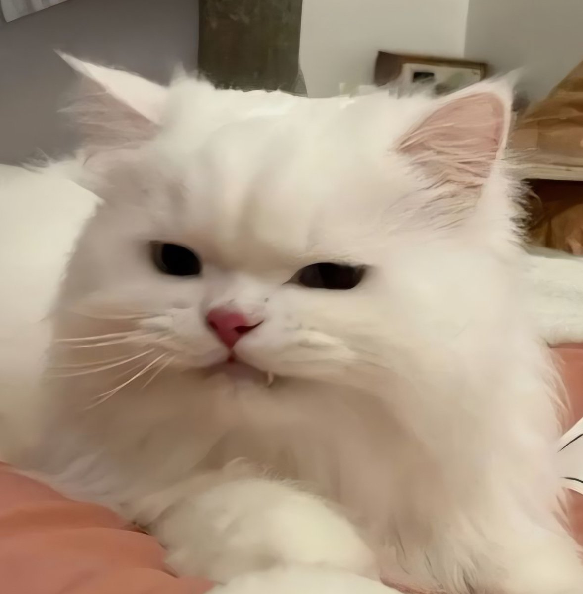 justonlyme1919's tweet photo. แง่ววววววว😾😼 https://t.co/dmU2akxo0B