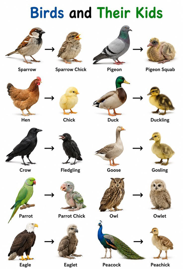 TheMapsGuide's tweet photo. Birds and their kids https://t.co/rpanUcgnQ3