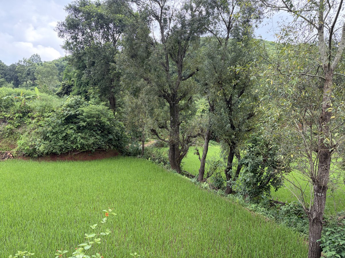 doctorsoumya's tweet photo. Beautiful #Koraput. Can have a lot more Agri and eco- tourism here. @dmkoraput @MohanMOdisha https://t.co/Xwwxa3BqP5