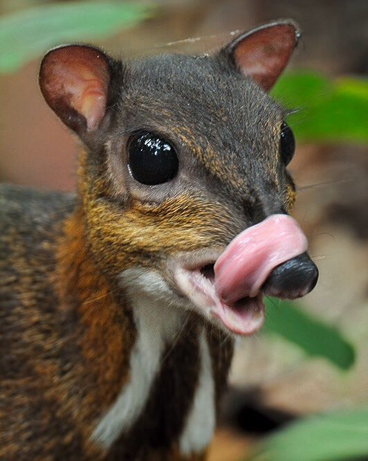 natural77384672's tweet photo. mouse-deer (also known as a chevrotain), which is the smallest living hoofed mammal (ungulate) in the world. 
Males possess elongated, saber-like upper canines protruding from the mouth, which are used during territorial fights.
 Found primarily in the dense tropical forests of Southeast Asia and parts of Central/West Africa, they are shy, mostly solitary herbivores foraging on the forest floor for fallen fruits, shoots, and leaves