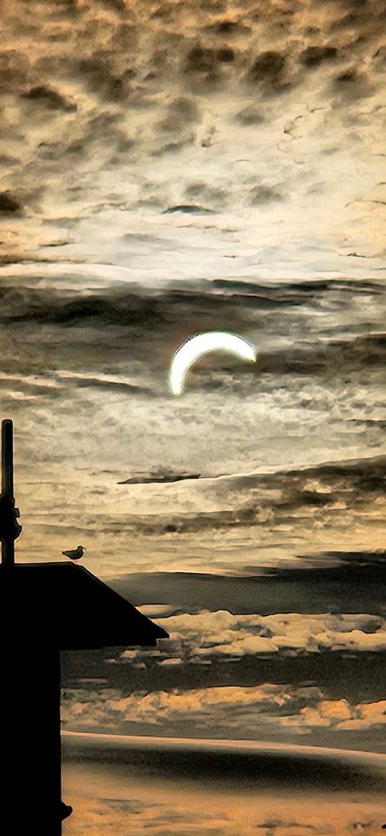 JobitedCom's tweet photo. Happy eclipse everyone ! 
If you saw it comment with a picture ! 
This seagull definitely had a good view. https://t.co/fULQawU28n