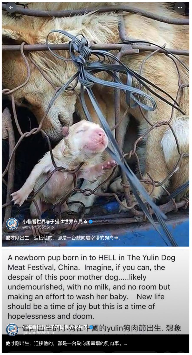 TweedTweedle's tweet photo. Jesus, you are beyond saving, Andy.
#wangwang
#旺旺
#justiceforwangwang
#enforcelaws
#ChinaTravel
#ChinaTourism
#中国旅游
#中国景点
#广东揭阳
#boycottguangdong #boycottguangxi #boycottchina https://t.co/Y7Rovp3dRd