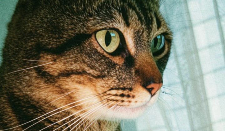 AbrigoMeimei's tweet photo. Ted chegou aqui no último sábado e ainda está com muito medo de tudo. Ele é um gato bonzinho, passou 8 anos em um lugar onde se sentia em segurança, mas a mudança de casa de sua tutora mudou sua realidade.

Ele chegou aqui nessa caixa de papelão, sem vacinas, sem teste e não foi castrado nesses 8 anos.

Eu nem sei bem o que dizer, só sinto muito pelo Ted por ter que passar por isso. Ele está assustado e sentindo muito esse impacto. Mas prometi a ele que isso foi bom, que agora vamos mudar a vida dele!

Ele está saudável e vamos castrá-lo e testá-lo antes de entregar, mas já buscamos um lar com muito amor e respeito para que ele possa, finalmente, ser feliz.

Pra adotar o Ted, me chama no WhatsApp 11 985816168.

Se não puder adotar, ajuda muito compartilhando o post! 🩷