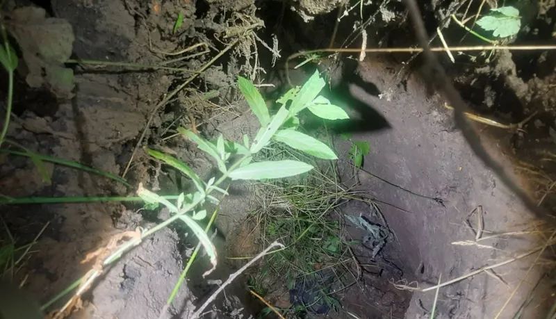 EuromaidanPress's tweet photo. Latvian officers found the tunnel about 10 meters from the border fence after tracing the route taken by 15 people. The group was stopped and returned to Belarus.

The passage had escaped earlier searches despite prior information that a tunnel might be under construction. Latvia says Belarus and Russia target it with migrant crossings because it supports Ukraine. 

https://t.co/KfHQQbqPyc