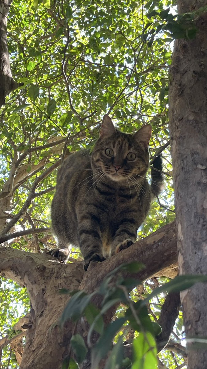 obvioususername's tweet photo. Secuencia de mi gata tratando de acercarse a ver pajaritos https://t.co/t9gFIewn8Y