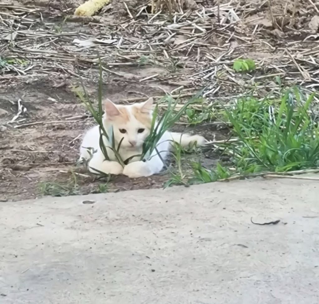 gatinarios's tweet photo. agora vamos pra lista de plantas NÃO tóxicas pra gatos 🌱✅🐱 https://t.co/JM3fvLzBV1