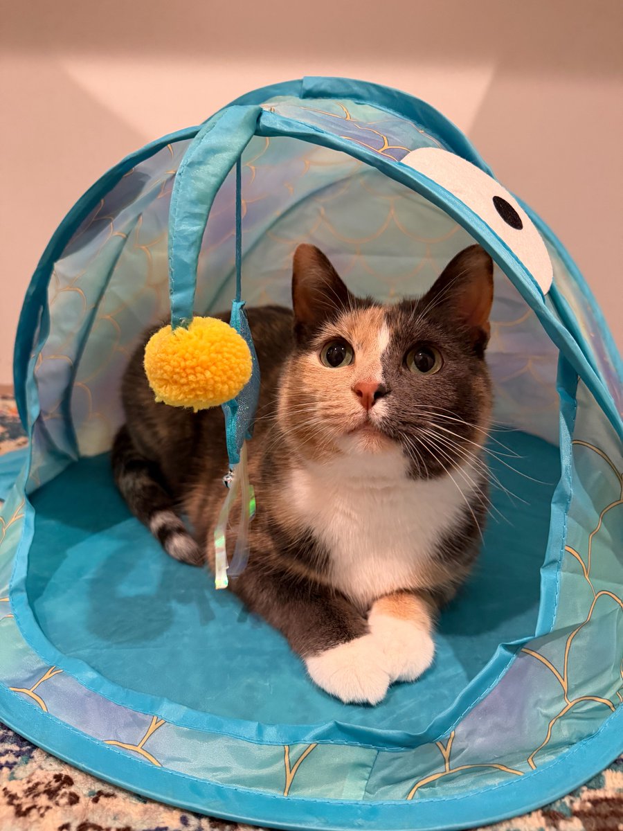 lilblossmae's tweet photo. fish tent meeting in 5 https://t.co/qHkrmcQtvr