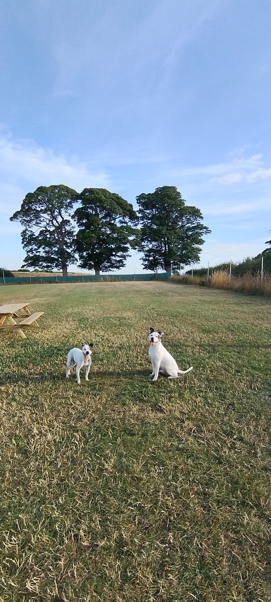 cortezvangerwen's tweet photo. As we all know by now #treeclub is even better with dogs... #staffies #action https://t.co/wjvV4Nn0LG