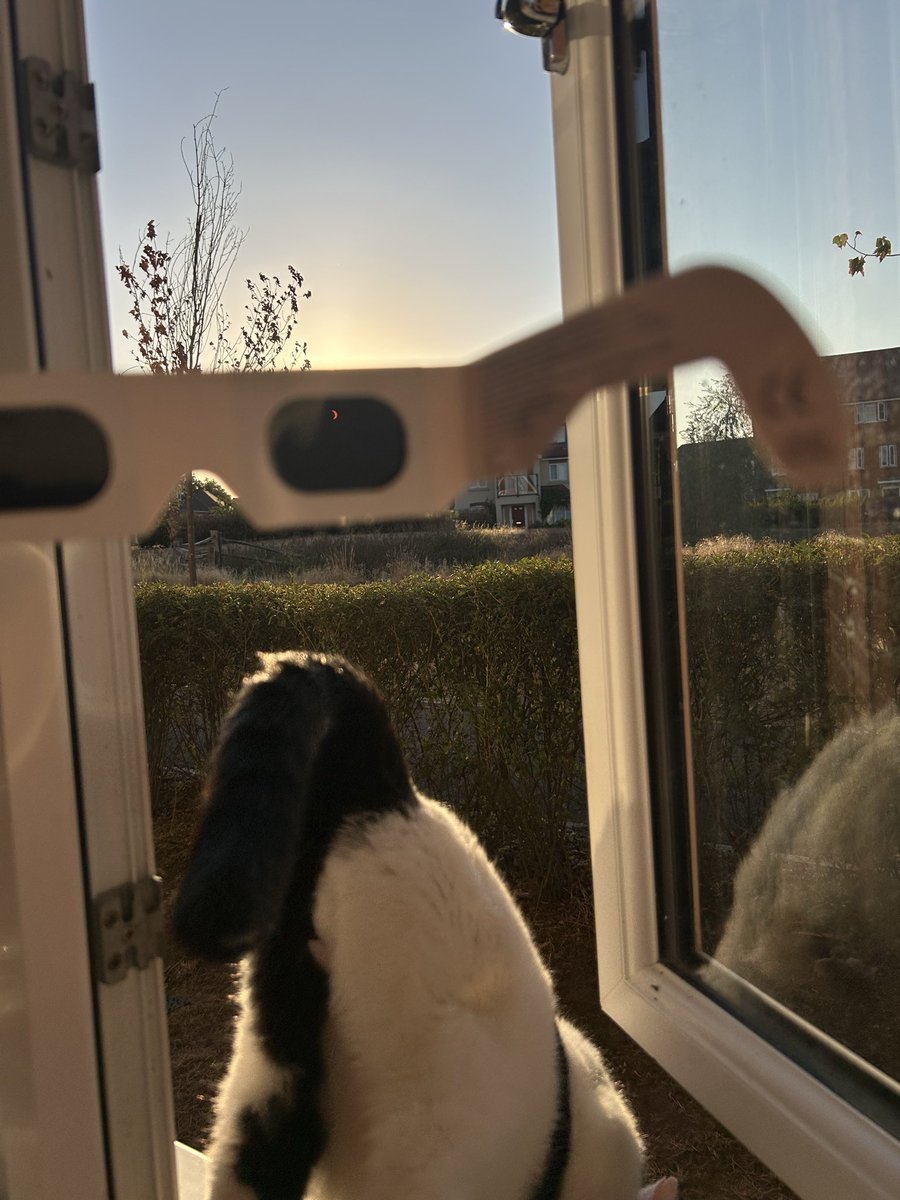 Amy30238218's tweet photo. Cat sees Solar Eclipse and does not care https://t.co/200bN69kLl