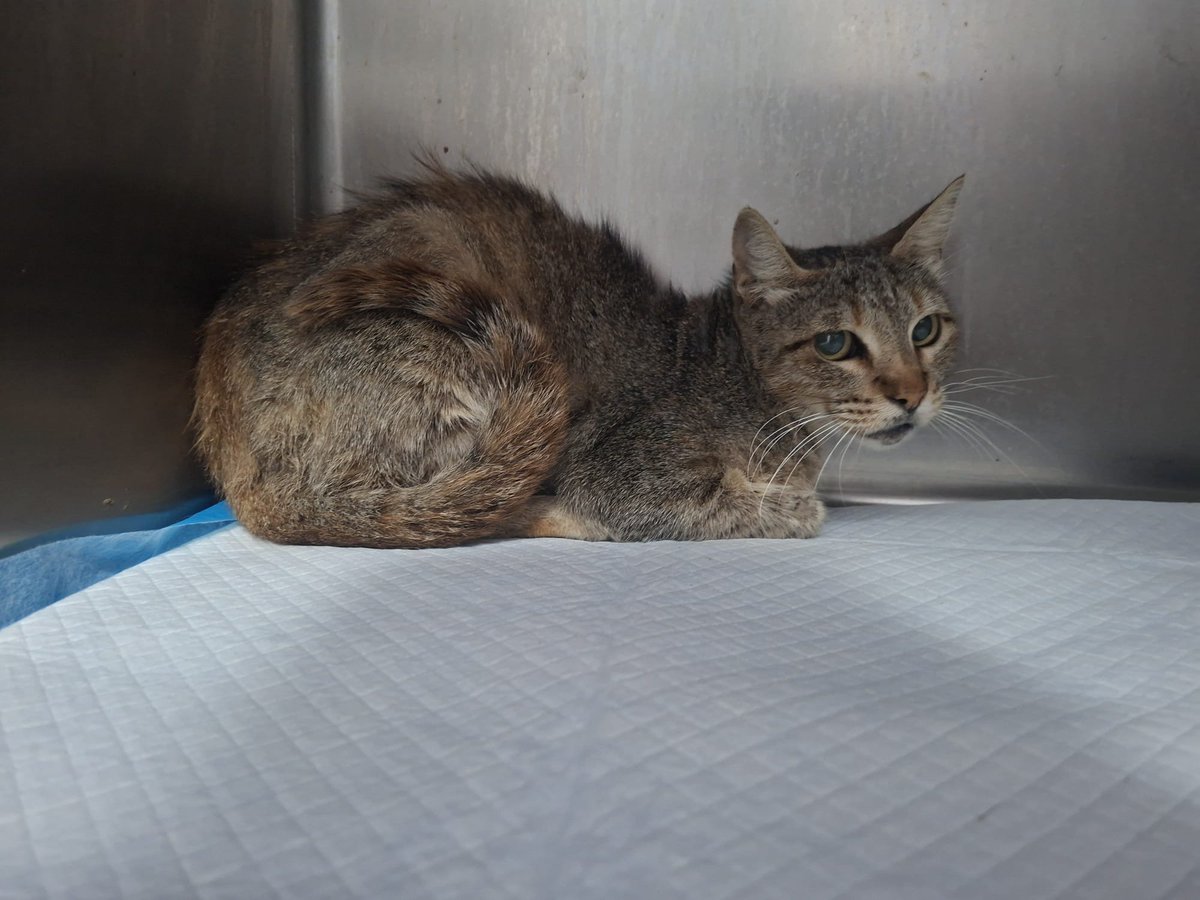 AcofalX's tweet photo. La rescatamos el lunes en Alicante es hembra viejita sin esterilizar. Doble Negativa a Sida y Leucemia
Cojea por un golpe de hace tiempo que  quebró varias costillas 
Está en la veterinaria, no puedo volverla a la calle, no lo merece y sería condenarla a morir 

Mora 622 454 495 https://t.co/yYIJ7vIO2r