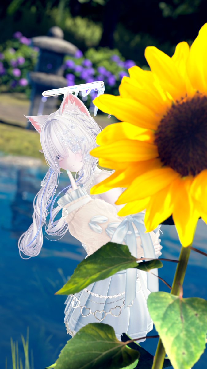 Lqtte_vrc's tweet photo. おはらて〜.◦*☕

『ある夏の日、白い向日葵に出会った。』
#Shinano3D https://t.co/iJhLx9SH0l