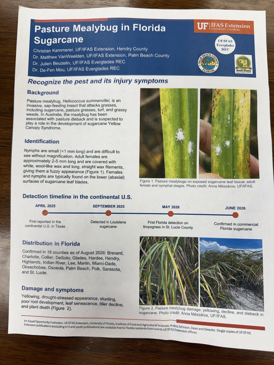 KeithWedgworth's tweet photo. Over the last two months, pasture mealybugs have devastated crops across South Florida. I’m sharing information presented at last week’s meeting. Please help spread the word and share this with anyone interested in learning more about the mealybug and its serious impact on ag. https://t.co/FG5C68PWwH