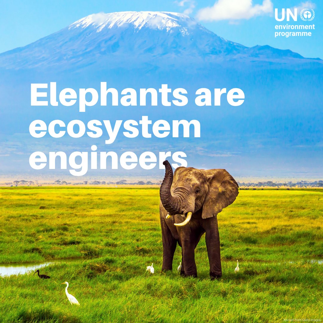UNEP's tweet photo. Elephants are intelligent, emotional creatures that play a crucial role in their ecosystems related to plant germination and more.

However, they are threatened by poaching and affected by habitat loss along with human-wildlife conflict.

On this #WorldElephantDay and every day, remember to protect these majestic animals.