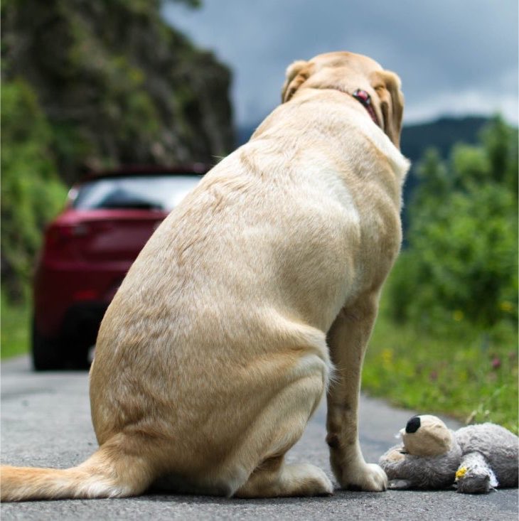 updatecultura's tweet photo. Câmara APROVA suspender CNH de motorista que usar carro para abandonar animais na rua. https://t.co/9C7dOh5X57