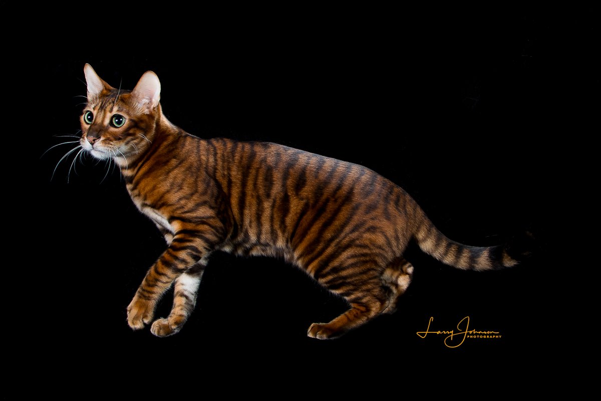 gloriousprey's tweet photo. now that there's traffic on my profile, let me properly introduce my cat. this is Occam, he is a 3 y/o Toyger (NOT a Bengal) neuter. he is a silly and cute boy, he loves people. all of his show titles are listed in the third pic. he is semi-retired from shows. https://t.co/Yn385dR356