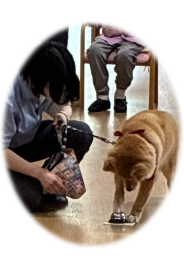 dobutsuaigo's tweet photo. ハローアニマルでは「動物ふれあい訪問活動」を実施しています。病院、高齢者施設、社会福祉施設等に、犬とうさぎを伴ってお邪魔しています。【小鉄】と【ゆきち】が笑顔をお届けしています。【小鉄】の得意技「ベルならし」、【ゆきち】の十八番「お辞儀のご挨拶」をして大きな拍手をいただきました。 https://t.co/TU1w27N38S