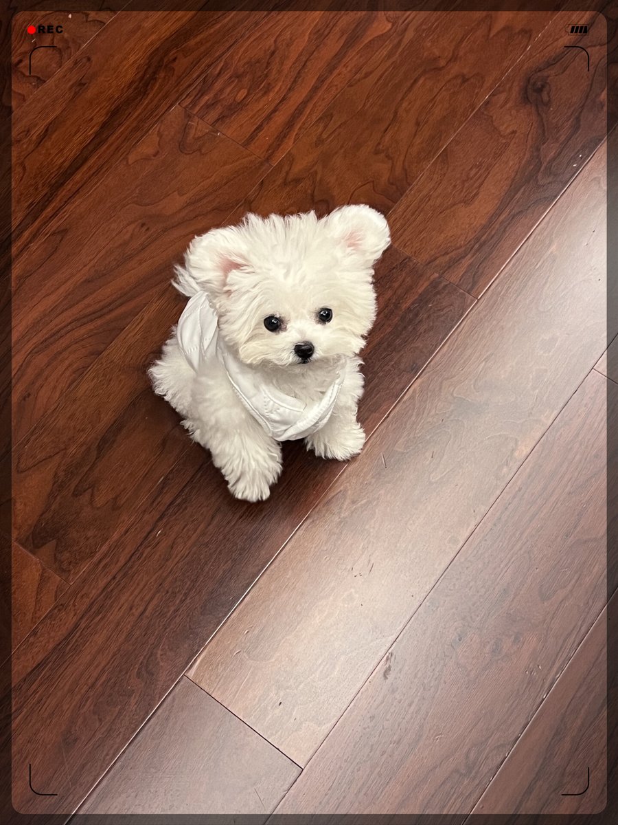 Haloplants's tweet photo. My little pup just took his first wobbly steps today—tiny paws, big smiles, and all my heart melting into puppy kisses ， https://t.co/XW0DyJTvew