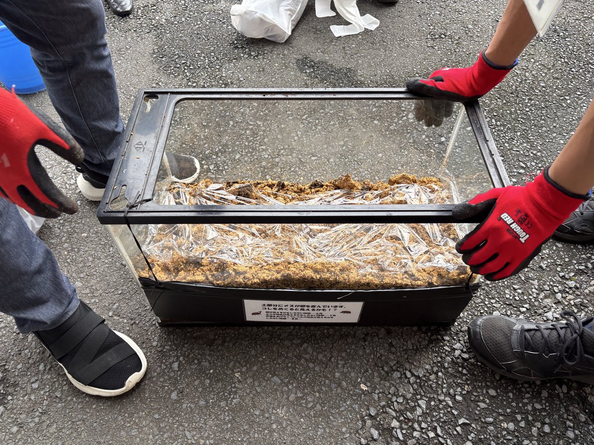 daredemohiroba's tweet photo. カブトムシが卵を産んだので、栄養たっぷりの土にしたよ！孵化するのが楽しみだね😆 https://t.co/AtzQb3R4V8