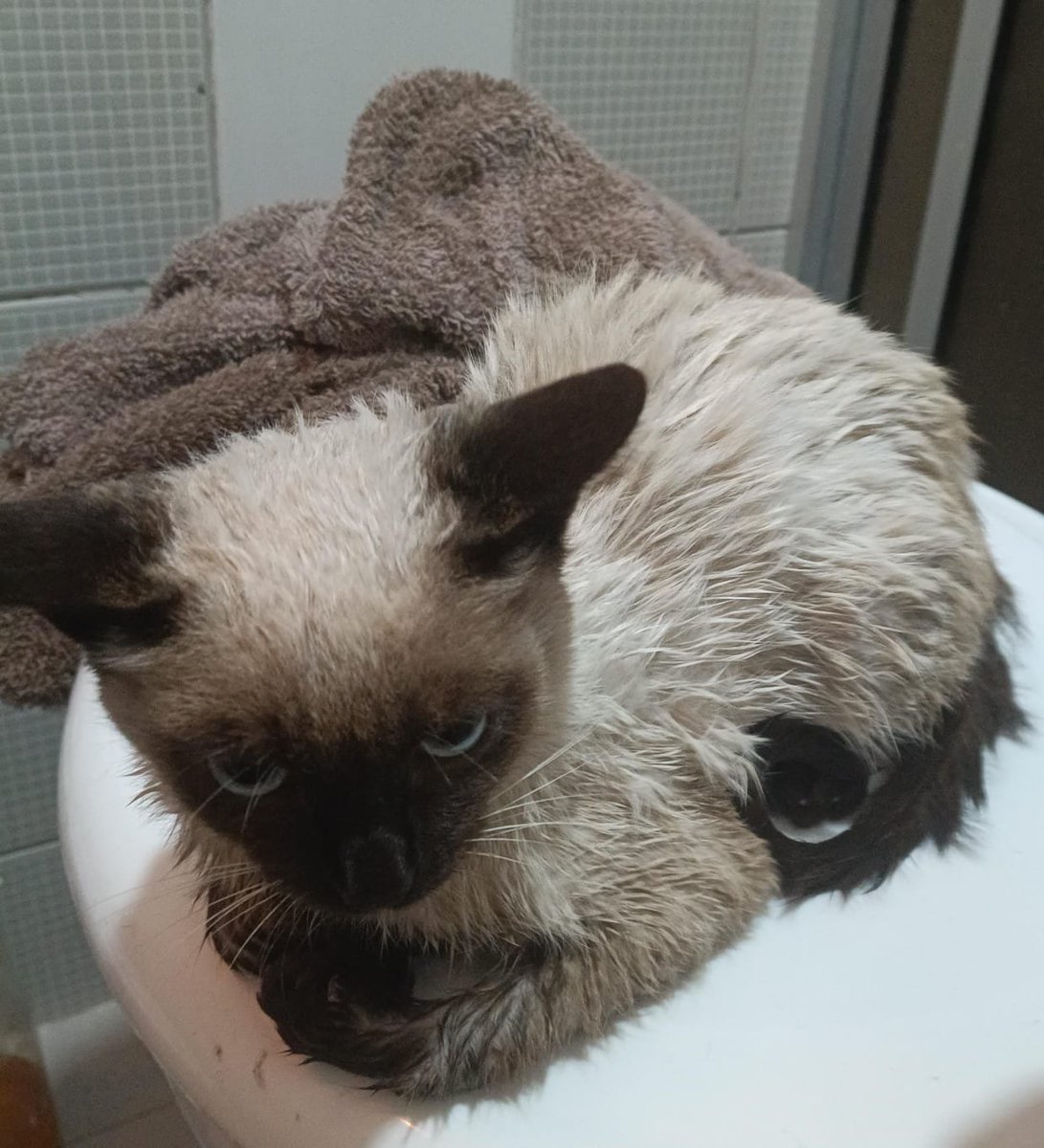 sk8erhan's tweet photo. ⚠️ GATINHO BEBE  ⚠️

resgatamos esse gatinho que estava no motor de um carro e estou dando lar temporário, mas não tenho dinheiro pra levar ele no vet e ele tá ficando doentinho >:( se algm puder doar algm valor pra eu levar ele lá seria de mt ajuda 💔

pix: haompreg@gmail.com https://t.co/4OQKMeyYyp