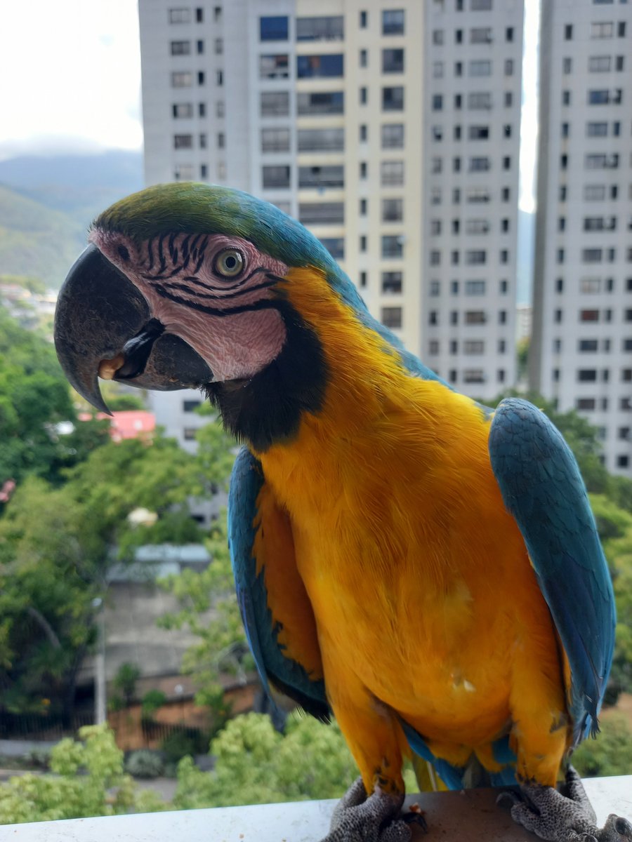 karelisjvc's tweet photo. 🌲🦜Relato Guaquis🦜🌲
Mié, 12 de ago.🎬

🌻La mañana:

🪶Apenas una pareja de comensales plumosos en el turno matutino😅
🦜Penélope y Silvestre

⤵️ 1/8

#video #12Ago #photo #photographyisart #fotos #pictures #animalLovers #photographie #pics #style #love #landscape https://t.co/BUL9IlkHyz