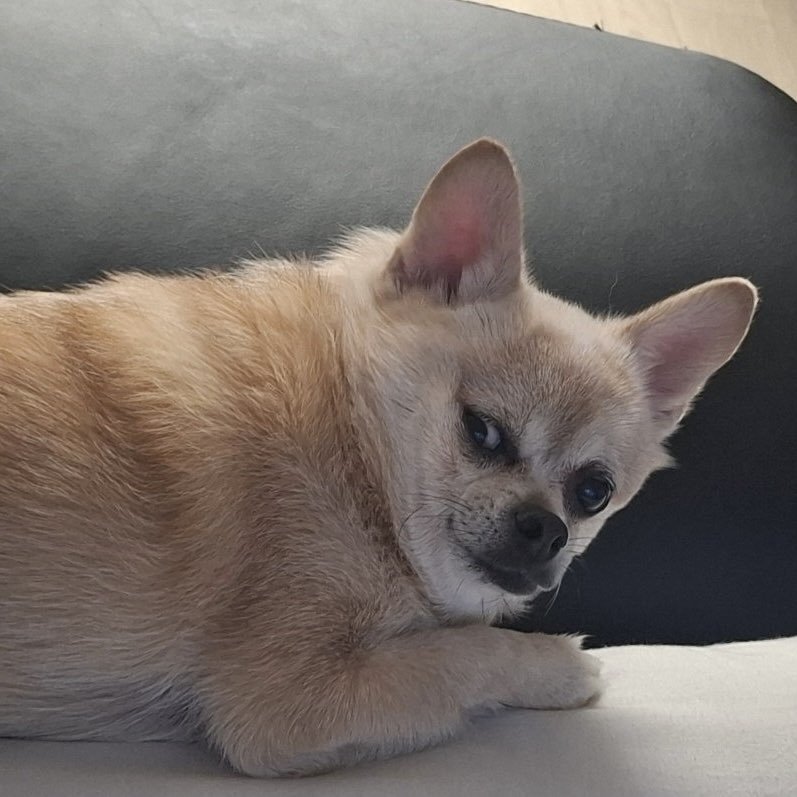 louispile's tweet photo. kenapa sih mukanya si coco tuh tengil banget kek ryul. mana tatapannya sigma banget nyebelin tapi naturally funny. kalo hunter matanya plonga-plongo kasian kek louis tapi imut😆 https://t.co/39AxbRVnDj