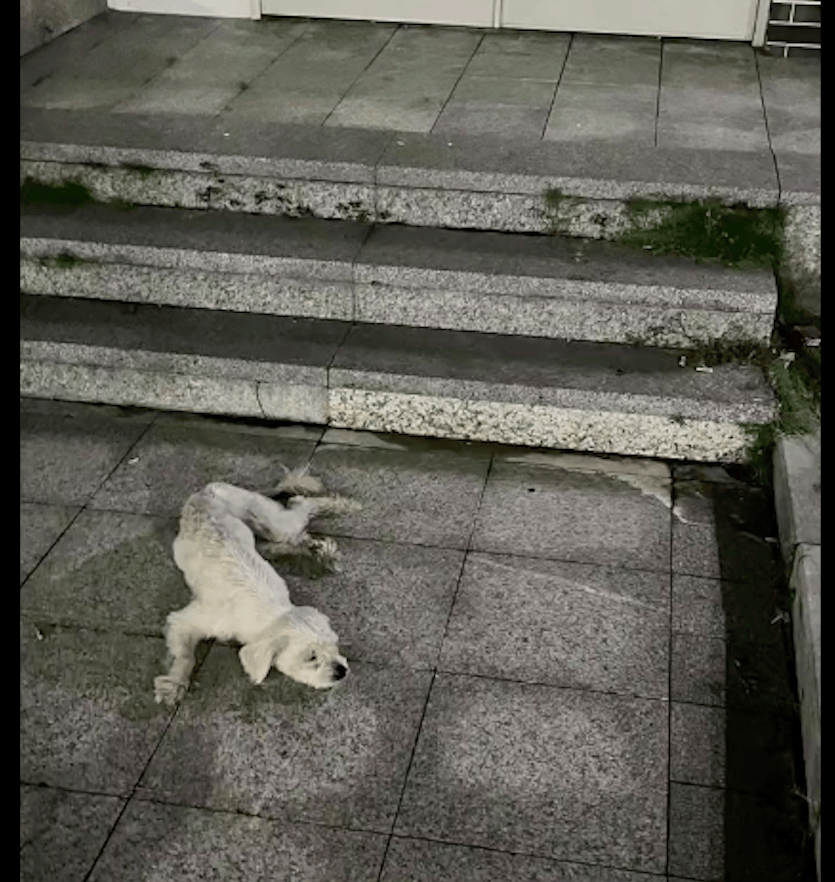 Aren67871262's tweet photo. Just found an old photo of my dog I grew up with—sudden warm tear, missing those silly days so much ， https://t.co/psSishutv2