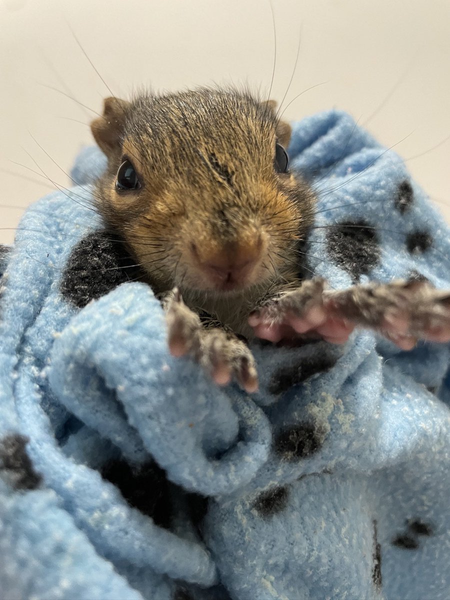LdnSquirrels's tweet photo. Spud was so tiny back then 🥹🐿️

Wrapped up like a little squirrel burrito in the softest blanket, warm, safe and completely trusting ❤️

He had no idea what life had in store for him… he just knew he was cosy, cared for and exactly where he needed to be 🥰 https://t.co/rpeVyMSSJ2
