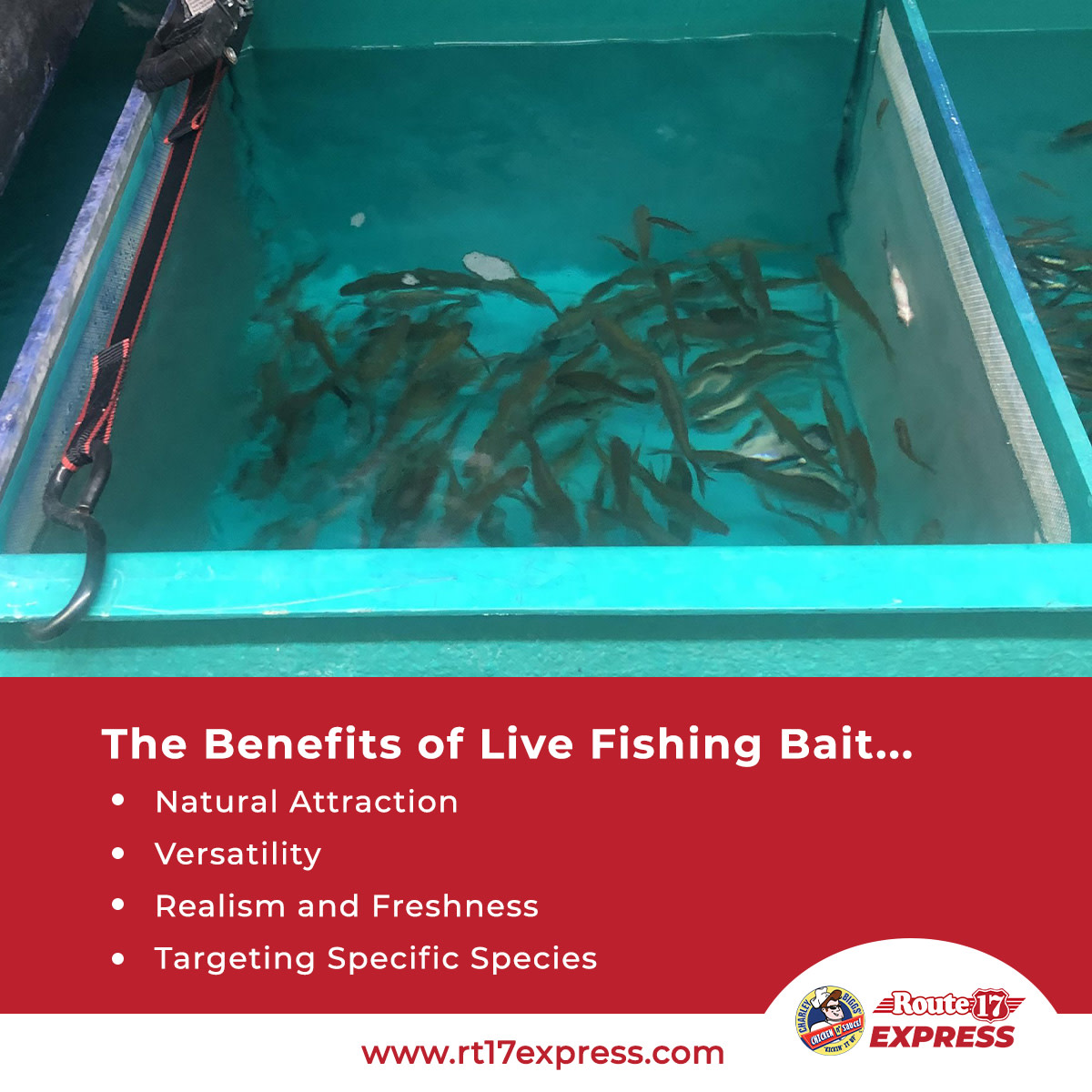rt17express's tweet photo. The Benefits of Live Fishing Bait...
LEARN MORE... https://t.co/inLY5jEN2a
#restaurants #food #deli #breakfast #gasstationfood #handspike #route17 #taylormill #covington #handspike #nky #northernkentucky #livebait #fishingbait #fishing #bait https://t.co/7Wja8yrQ7E