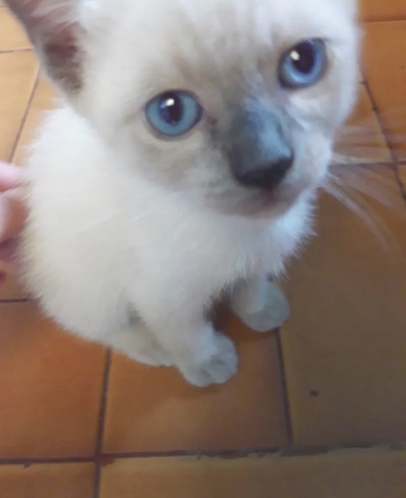 vikclavario's tweet photo. me da mucha pena que vendan animalitos mira lo que es esta bebé como la vas a vender a 700lucas get her a home https://t.co/kZwioZWpzs