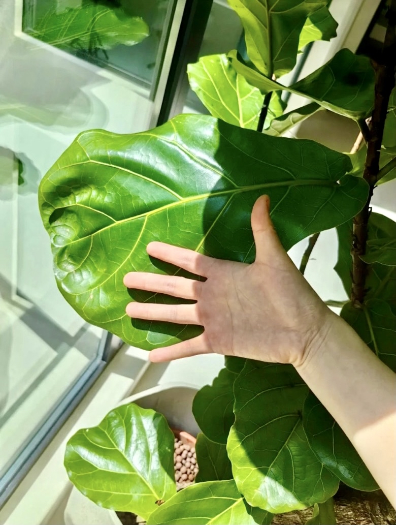 amomomomomo's tweet photo. Tired of overwatering Stick your finger 1 inch into soil – if it’s dry, water your pothos! Easy peasy green vibes for your space https://t.co/R7EKDRKc6m