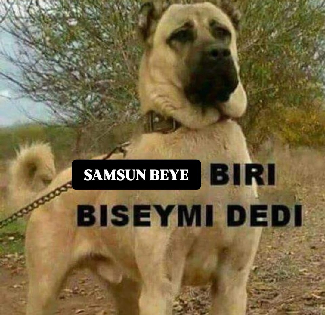silaaltieri's tweet photo. @SamsunDemir biz her masada varız https://t.co/tUKNoZGZRv