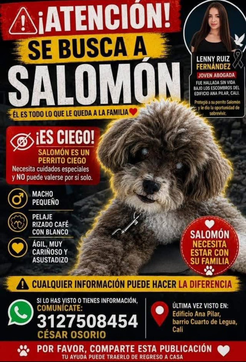 _MileGalvis's tweet photo. 🆘Perdido en CALI 🆘visto por última vez edificio Ana pilar, cuarto de  legua, responde al nombre de Salomón es CIEGO.
Info 👇 https://t.co/5QvESRe7W6