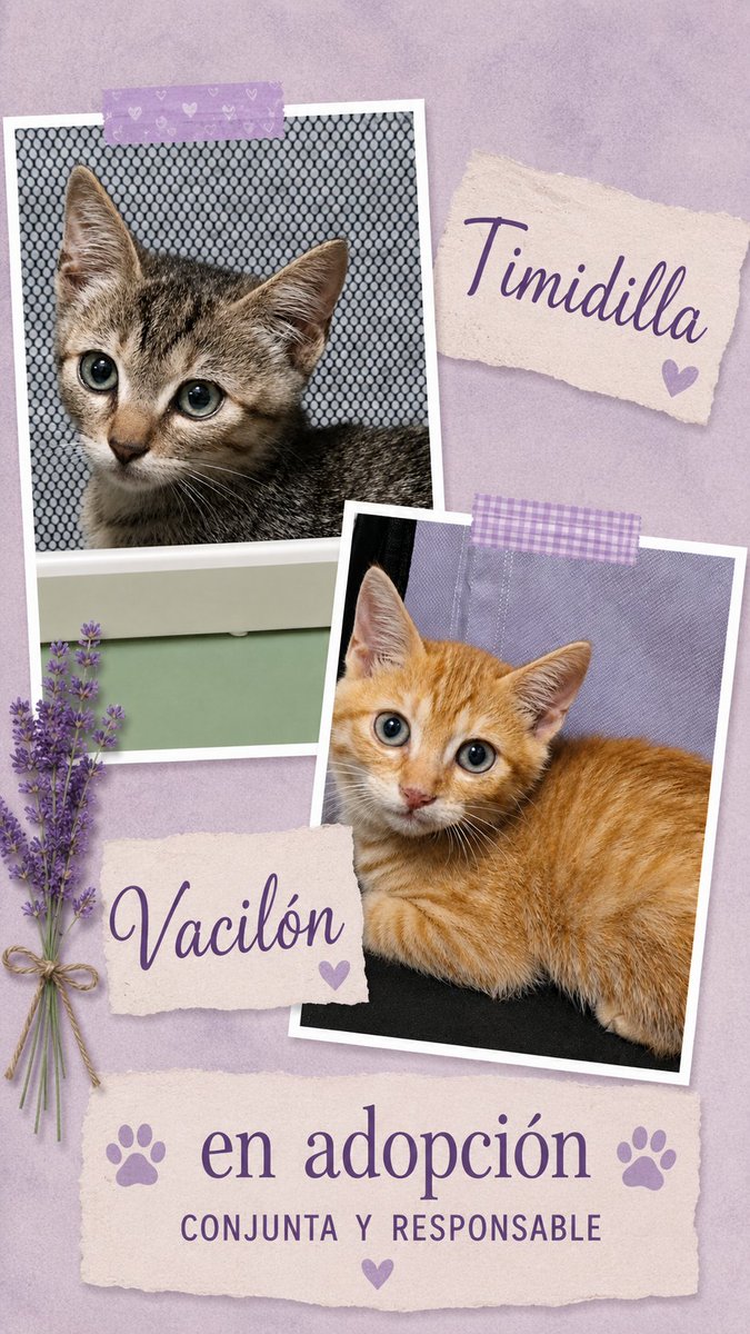 Neinei_rescue's tweet photo. Los gatitos de dos en dos
Uaa uaaa.

Adopciones responsables en Cataluña 📍 

Son todas conjuntas, si. Me va a costar un montón encontrarles casa porque son conjuntas, sí.

Ves a conocer 0 minutos a cualquiera de estas parejas a ver si tú tendrías corazón de separarles... Y si podrías separarles... no eres la persona que necesitan.

Confío en vosotros. Sé que me váis a ayudar, sé que ya os sentís parte de la historia de todos ellos y de los 4 que siguen en la calle... Sé que no podéis mirar estas caritas y no hacer nada para que encuentren el hogar que merecen.

Cuantos más botones toques, más oportunidades les das. Muaaa