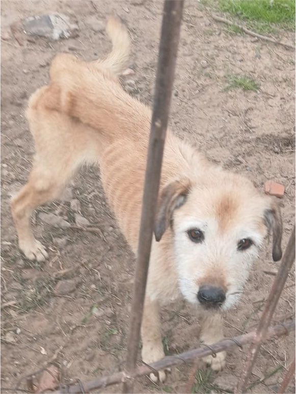 balcanizada's tweet photo. Alguien puede transitar a esta perrita? Murió su dueña y quedó sola en la calle. 
Contacto: @Ye94316774 https://t.co/sdVBNctnms