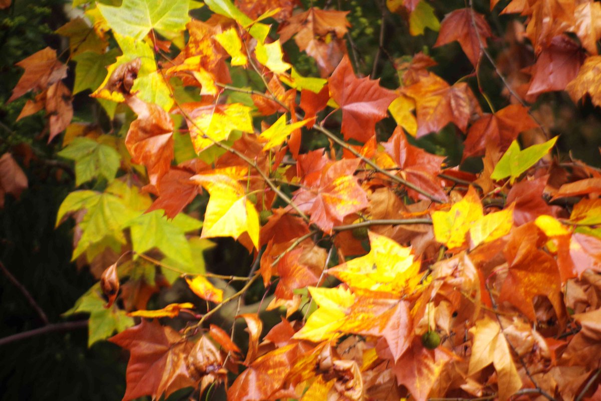 minguyen0701's tweet photo. A crisp autumn breeze brings golden leaves and perfect reading weather ， https://t.co/mWC8hqxSHY