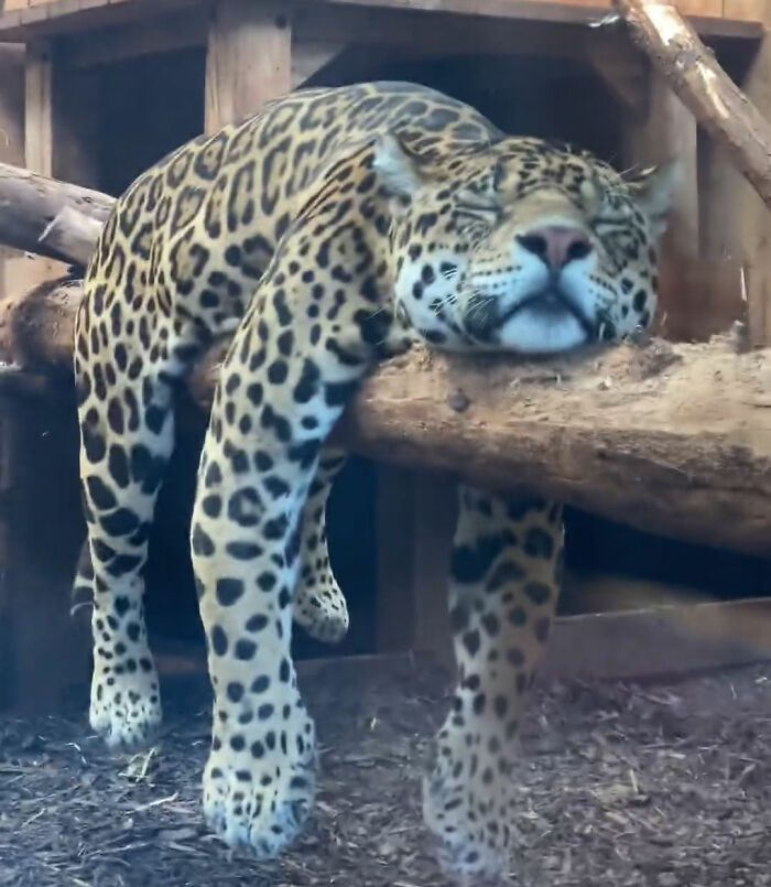 sangredeIuna's tweet photo. 💤 https://t.co/eysfAoD4fF