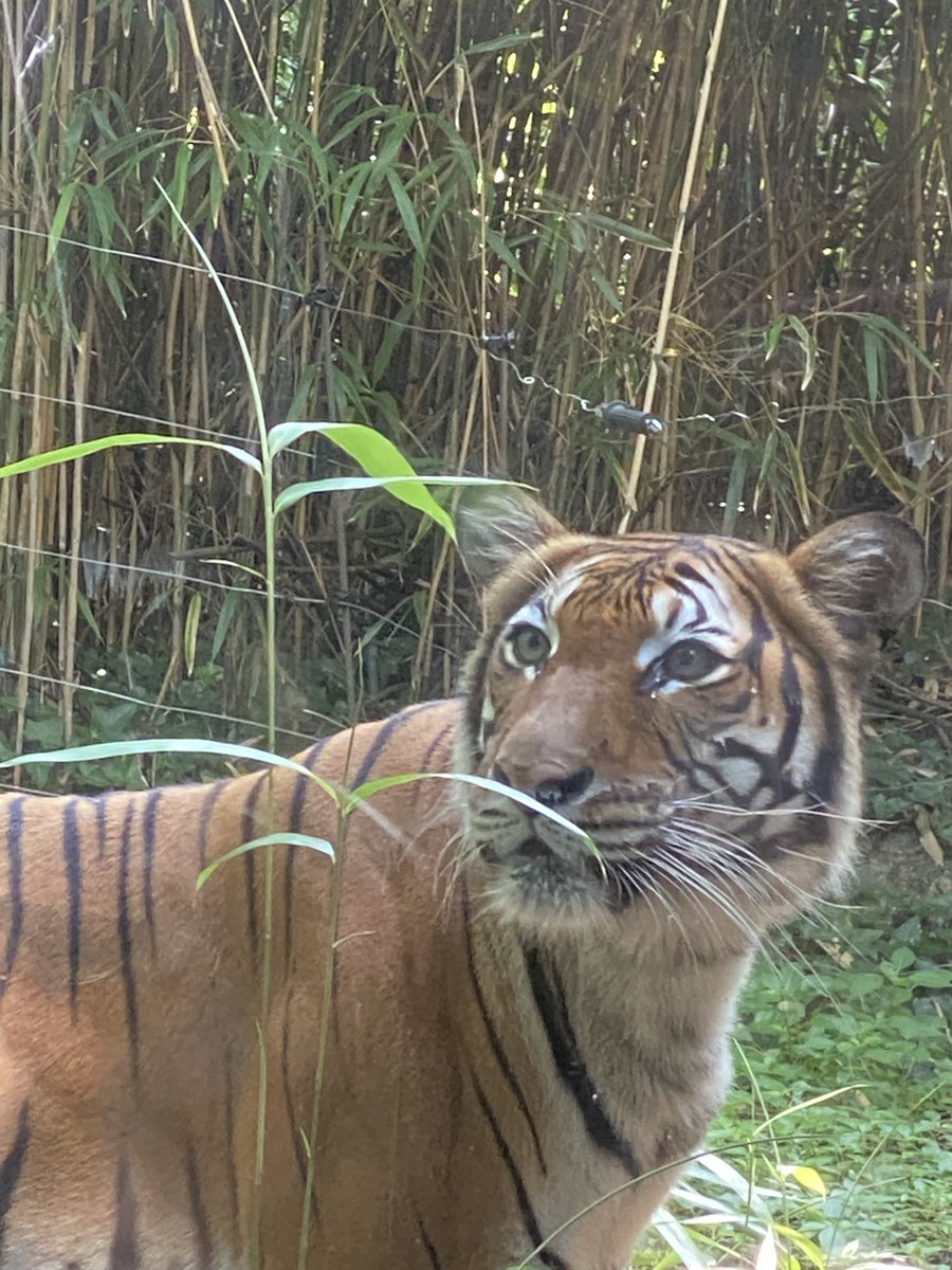 Tigerplayzgame's tweet photo. Went to the Bronx Zoo today :) https://t.co/uJtJZAuYdp