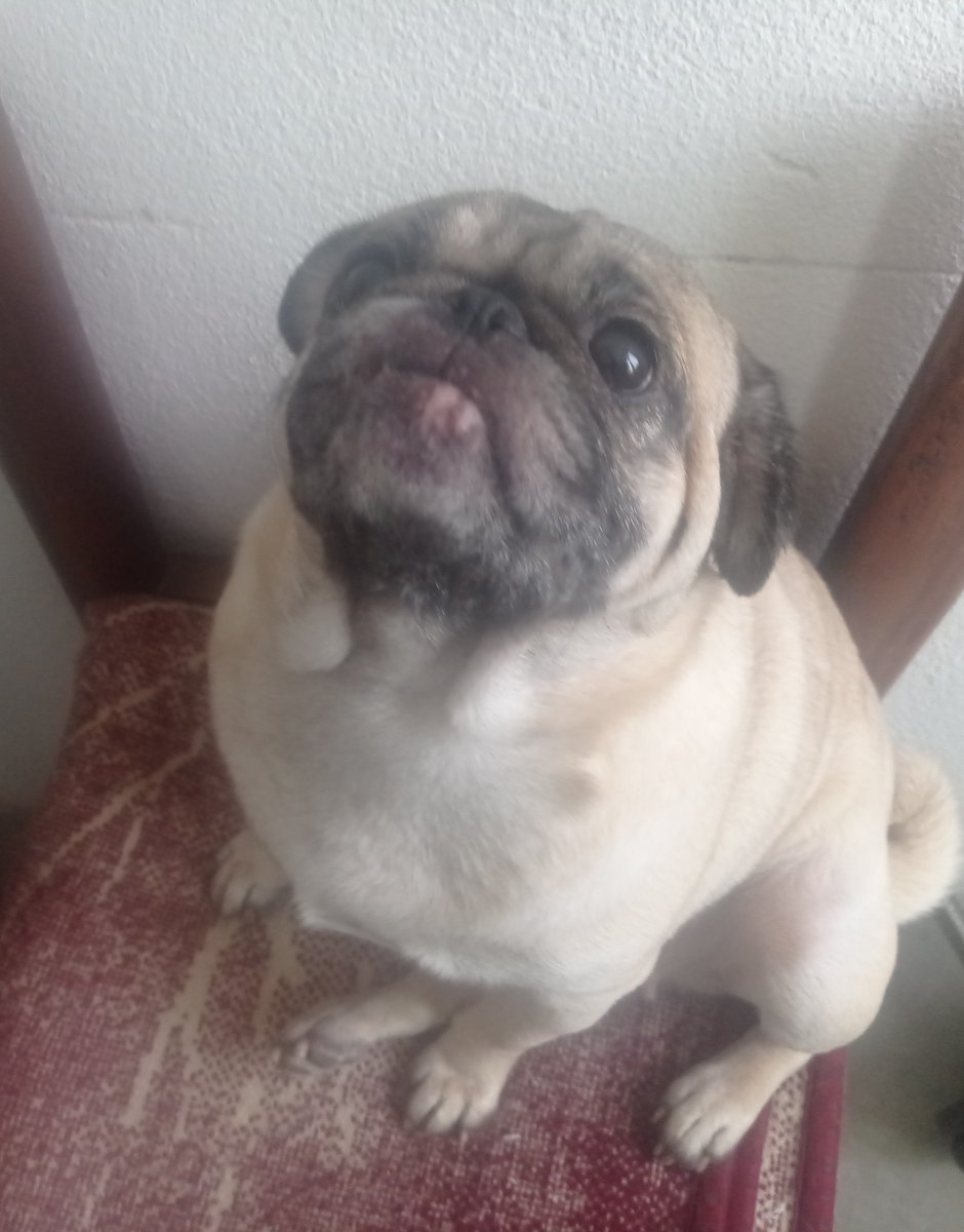 ElOjodeKcaz's tweet photo. Qué opinan de mi perro? https://t.co/mztwWaHwwX