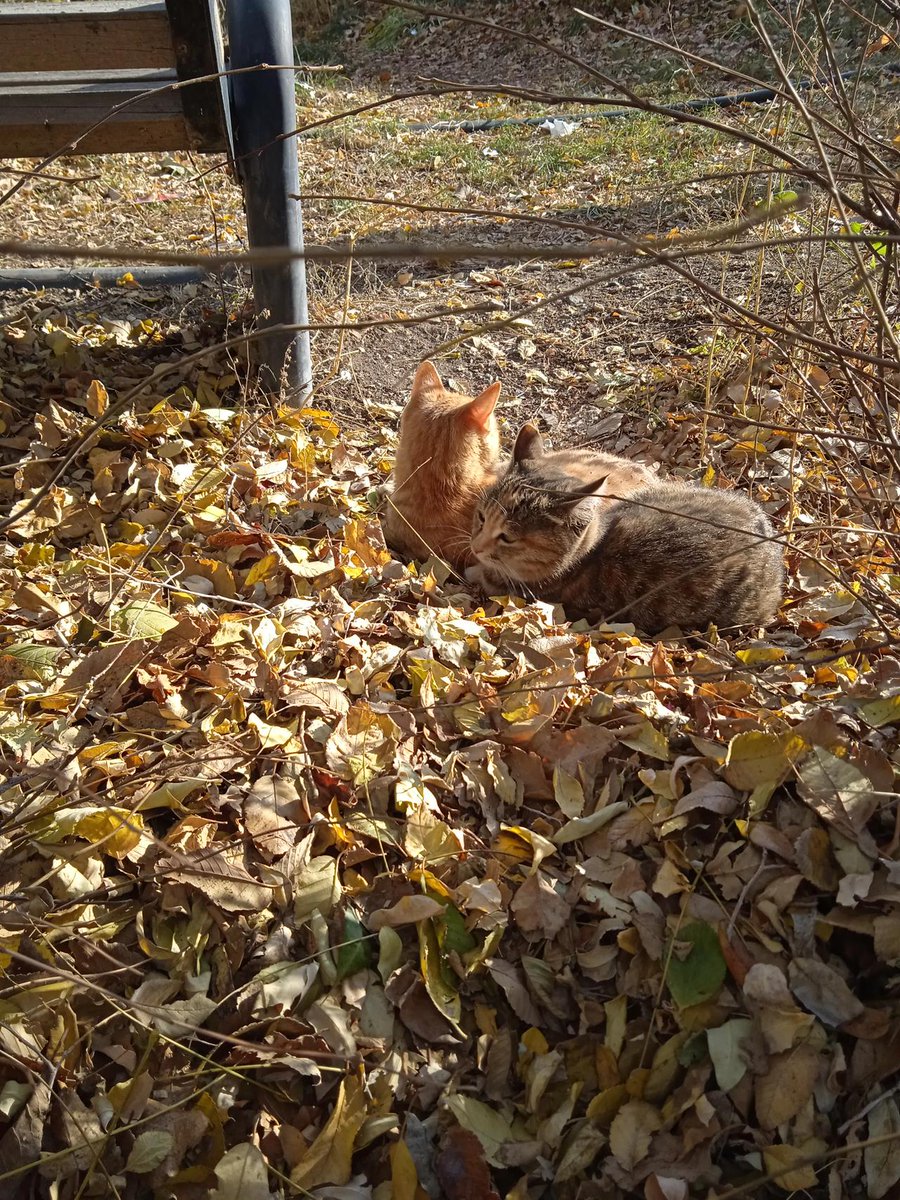 Cindy0527's tweet photo. Just spent 10 mins watching stray cats sunbathe—suddenly all my work stress melted away ， https://t.co/yESLWEDfvz