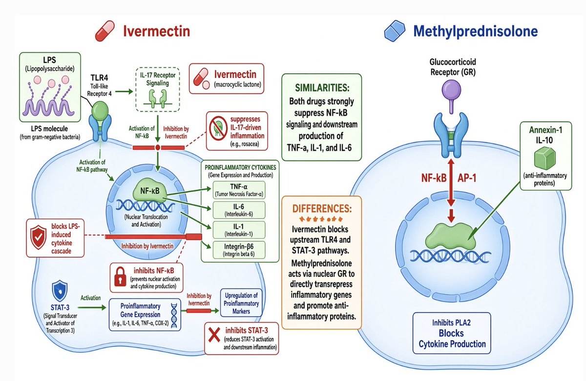 MaryBowdenMD's tweet photo. Ivermectin shares similar anti-inflammatory pathways with corticosteroids but without the side effects: 
- Both ivermectin and corticosteroids inhibit NF-κB, preventing LPS/TLR4-driven and IL-17-driven production of pro-inflammatory cytokines TNF-α, IL-6, IL-1, and related mediators. This contributes to reduced macrophage activation and overall inflammatory responses.
- Both can limit excessive innate immune activation.