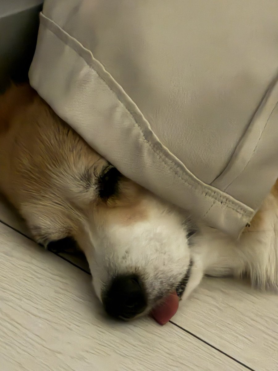 tonydotenv's tweet photo. Deep sleep. Zero responsibilities https://t.co/4dP9lS0KvV