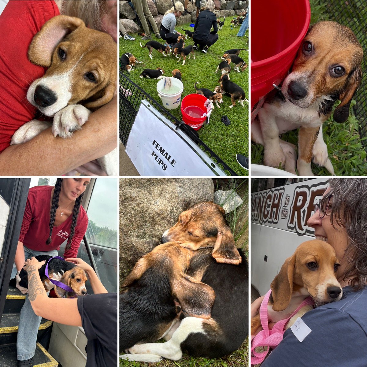 jessicatighe's tweet photo. Today marks a historic conclusion at Ridglan Farms in Wisconsin.

After more than 60 years in business, the Dane County breeding &amp; research facility released its final dogs.

I was invited to join as the beagles arrived in the care of @BDRRescue. Some of the faces I captured. ⬇️ https://t.co/LKapKmByVb