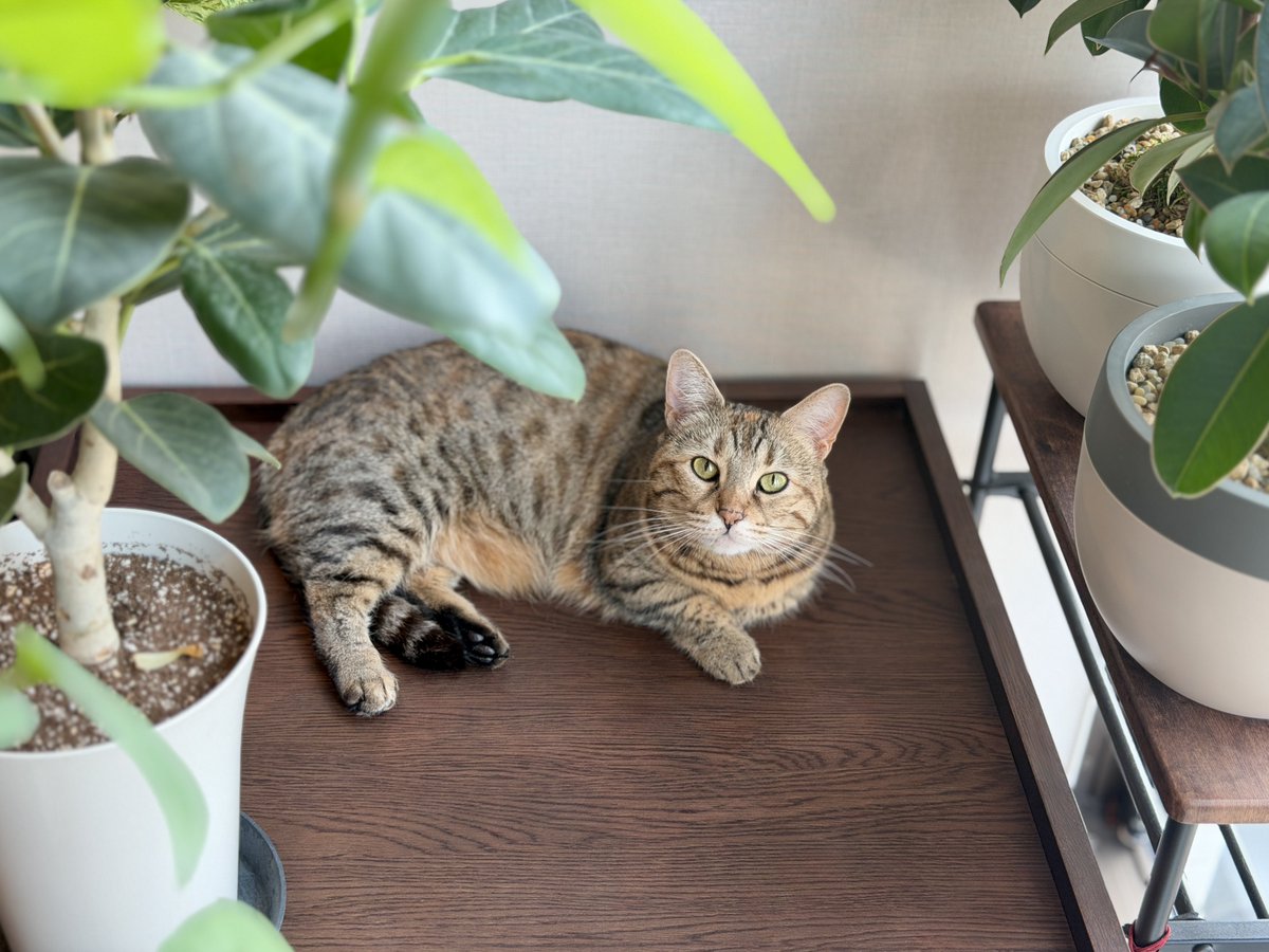 __segimo__'s tweet photo. “猫がカリカリを数粒だけ残すのは飼い主の分を残してくれているから”みたいなポストを見た……完食されてる場合は？(     ຶ- ຶ  ) https://t.co/2VbkK2trsl