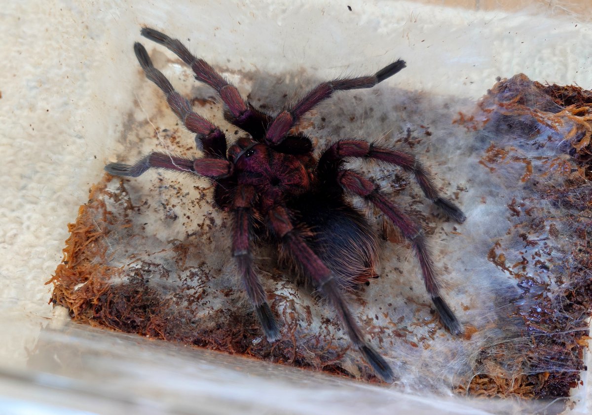 flusml's tweet photo. レッドアイランドバードイーター
Phormictopus atrichomatus
雄 20260801 最終

ブラジリアンサーモンピンク
Lasiodora parahybana
雄 20260730 最終

ブラジリアンブルー
Pterinopelma sazimai
雄 20260809 最終

メス生体お持ちの方いればDMかリプください!

#ブリーディングローン #タランチュラ https://t.co/viP7OqZfhj