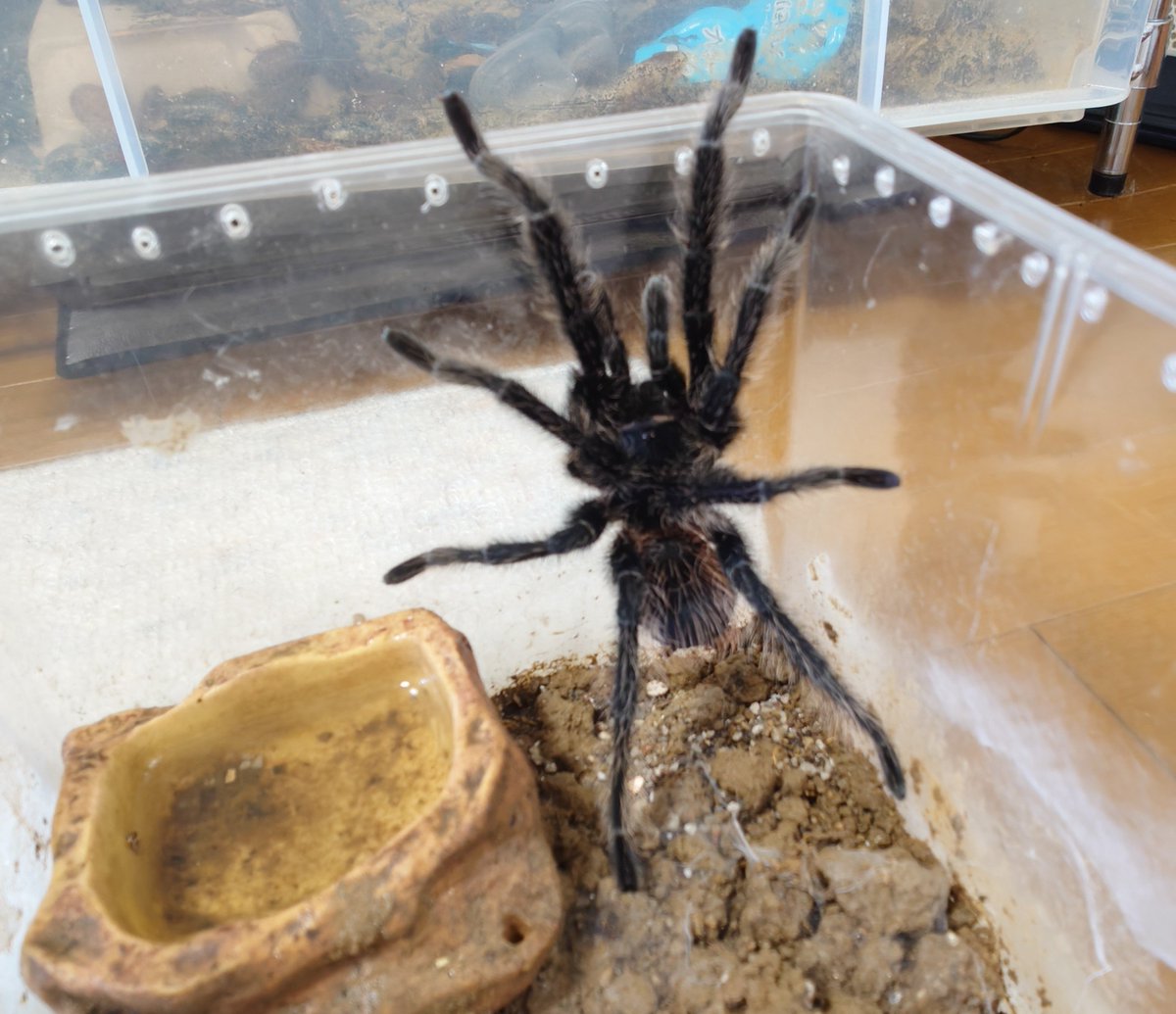 flusml's tweet photo. レッドアイランドバードイーター
Phormictopus atrichomatus
雄 20260801 最終

ブラジリアンサーモンピンク
Lasiodora parahybana
雄 20260730 最終

ブラジリアンブルー
Pterinopelma sazimai
雄 20260809 最終

メス生体お持ちの方いればDMかリプください!

#ブリーディングローン #タランチュラ https://t.co/viP7OqZfhj