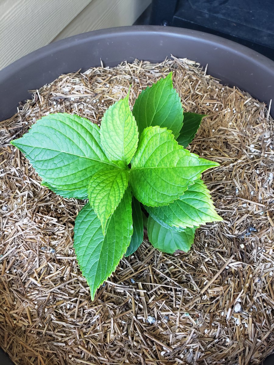 yankeewoman's tweet photo. My hydrangeas are growing greatly !!
 Can't wait to see what color they'll be !! https://t.co/Wx1AgHsi1r