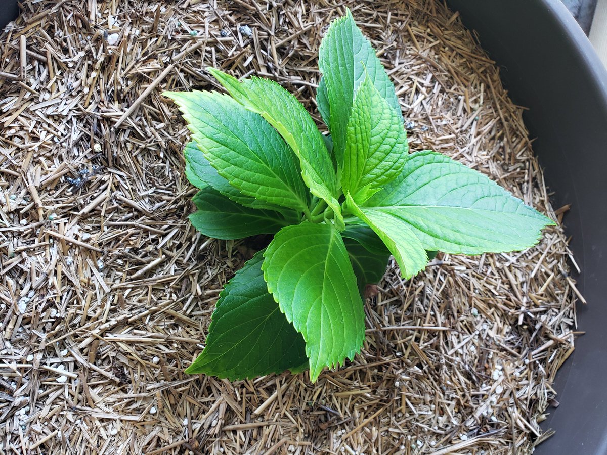 yankeewoman's tweet photo. My hydrangeas are growing greatly !!
 Can't wait to see what color they'll be !! https://t.co/Wx1AgHsi1r