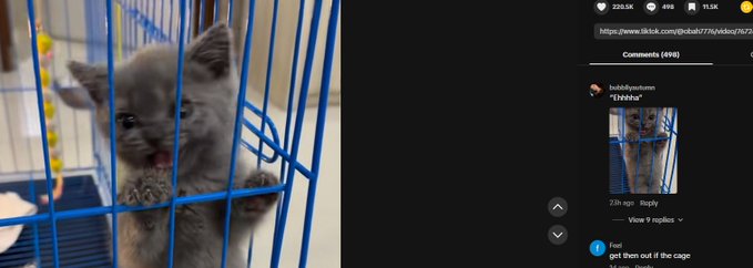 worldclaps's tweet photo. THIS CAT IS GOING VIRAL ON TIKTOK FOR BEING IN A CAGE OPEN
LITERALLY THE CAGE IS ALL I KNOW MEME LOL
1M VIEWS IN LES THAN A DAY ALREADY
https://t.co/8vfXKhdl67 https://t.co/S1usqZinaW